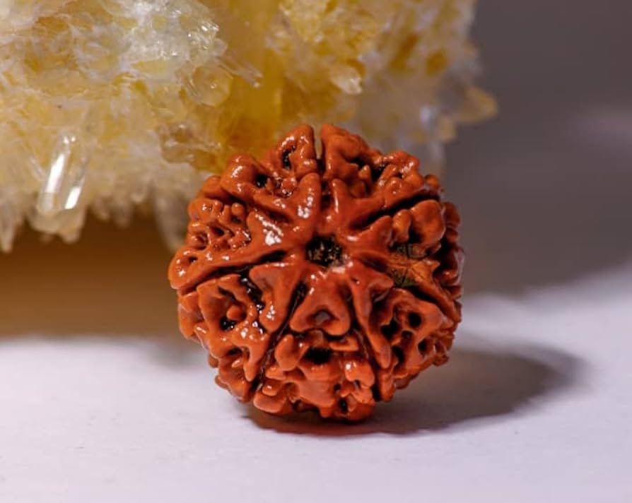 Natural 7 Mukhi Rudraksha- Nepal Origin - Image 6