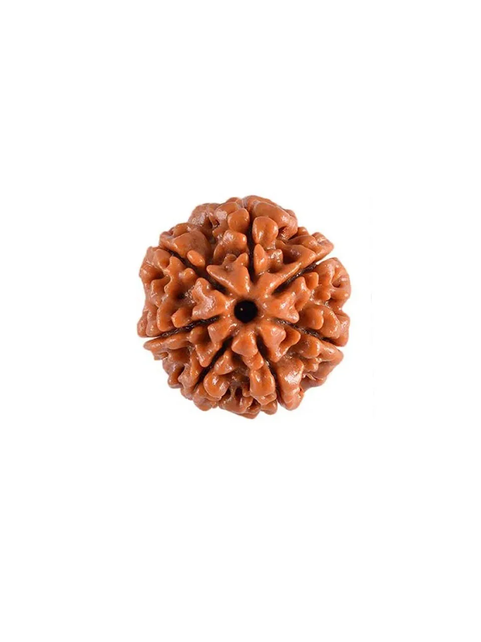 Natural 7 Mukhi Rudraksha- Nepal Origin - Image 4
