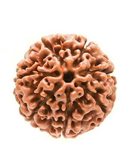 Natural 7 Mukhi Rudraksha- Nepal Origin - Image 3