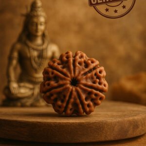 Natural 7 Mukhi Rudraksha- Nepal Origin